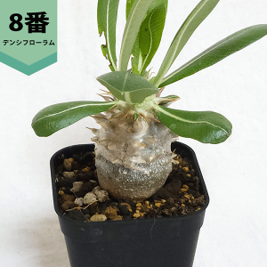 pL|fBE fVt[ 2.5 v 򍪐A y   R[fbNX v[g  Vȍ̋ʋ  rU[ vc O ʔ   ϗt  Mtg  J