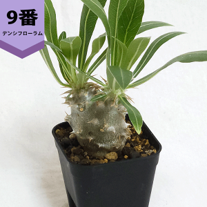 pL|fBE fVt[ 2.5 v 򍪐A y   R[fbNX v[g  Vȍ̋ʋ  rU[ vc O ʔ   ϗt  Mtg  J