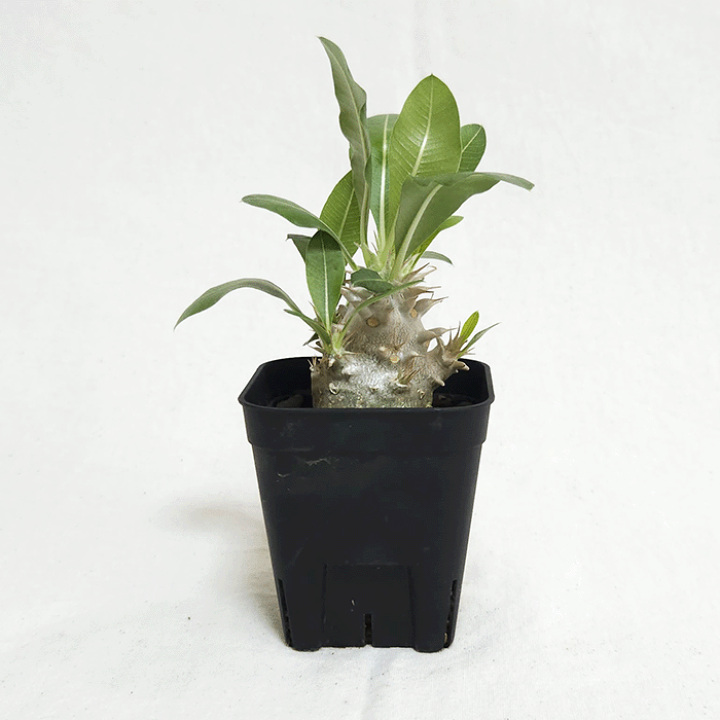 楽天市場】パキポディウム デンシフローラム 2.5号 プラ鉢 塊根植物 土 楽天市場】パキポディウム デンシフローラム 2.5号 プラ鉢 塊根植物 土