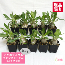 楽天市場】シバの女王の玉櫛の通販