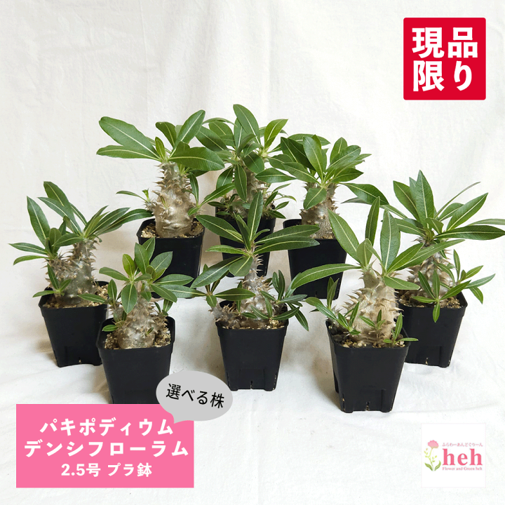 楽天市場】パキポディウム デンシフローラム 2.5号 プラ鉢 塊根植物 土