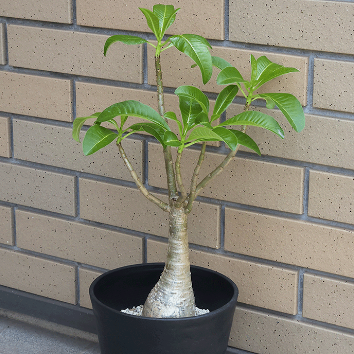 パキポディウム厳選実生7株セット Amazon｜【現品限り】パキポディウム・グラキリス 実生 大株