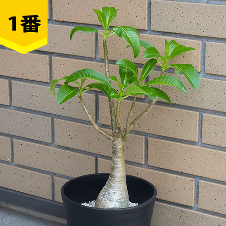 【レア株】パキポディウムデカリー 塊根植物 多肉 コーデックス 楽天市場】パキポディウム デカリー 6号 7号 プラ鉢 コーデック