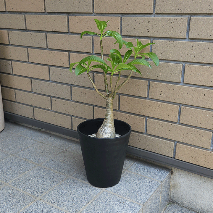 【レア株】パキポディウムデカリー 塊根植物 多肉 コーデックス レア株】パキポディウムデカリー 塊根植物 多肉 コーデックス