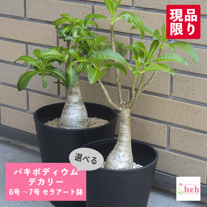 楽天市場】パキポディウム デカリー 6号 7号 プラ鉢 コーデック