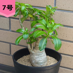 pL|fBE fJ[ 6 7 v R[fbNX   pL|  v[g  O    ϗt  Mtg v[g   JX a Vz  LO  