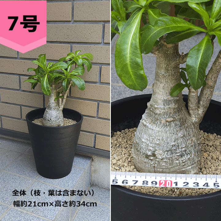 【レア株】パキポディウムデカリー 塊根植物 多肉 コーデックス 楽天市場】多肉植物 caパキポディウム デカリー 実生 送料無料