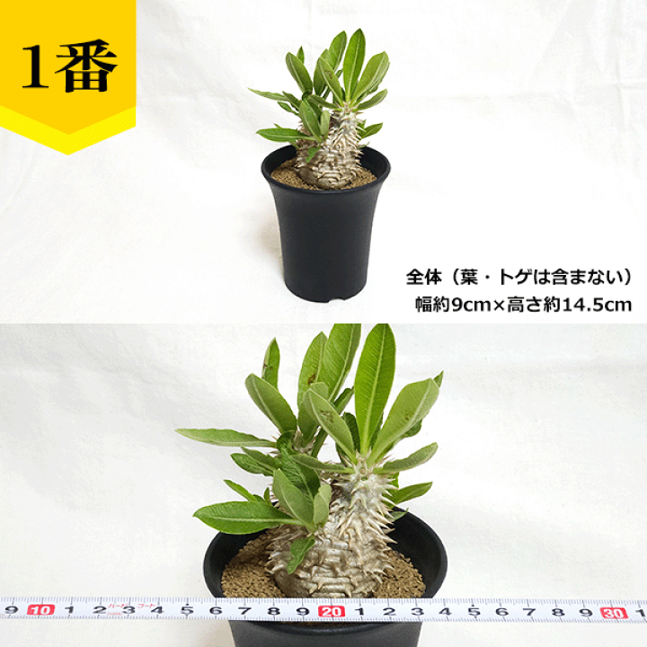 楽天市場】パキポディウム 恵比寿笑い 3号 プラ鉢 塊根植物 土