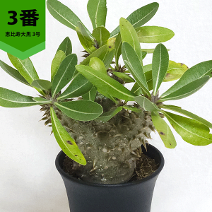 pL|fBE b单 3 v 򍪐A y   R[fbNX b΂ fVt v[g   rU[ vc O ʔ  ϗt  Mtg  JX a