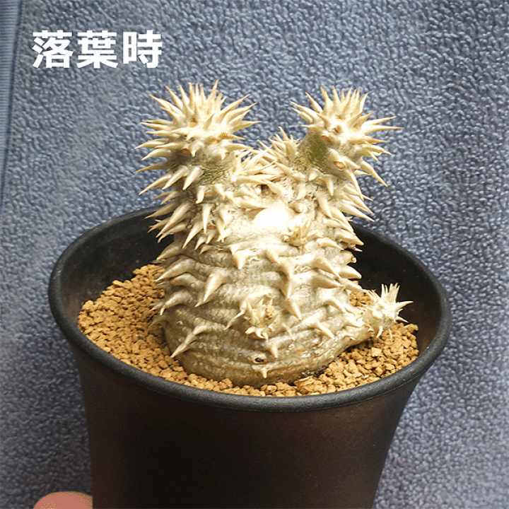 楽天市場】パキポディウム 恵比寿大黒 3号 プラ鉢 塊根植物 土 楽天市場】パキポディウム 恵比寿大黒 3号 プラ鉢 塊根植物 土