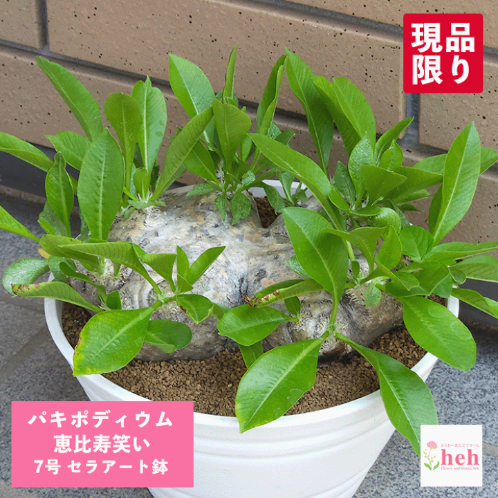 楽天市場】パキポディウム 恵比寿笑い 7号 セラアート鉢 コーデックス