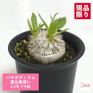 パキポディウム 恵比寿笑い 2.5号 プラ鉢 塊根植物 コーデックス 鉢 土 ブレビカウレ 種類 ビザール プランツ 珍奇 プレゼント 現品 販売 花 鉢 屋外 室内 送料無料 観葉 多肉 ギフト 誕生日 パ