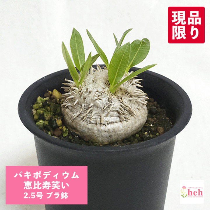 楽天市場】パキポディウム 恵比寿笑い 2.5号 プラ鉢 塊根植物