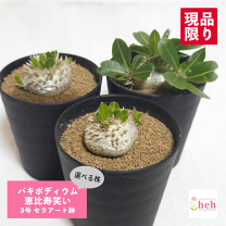 楽天市場】恵比寿笑い パキポディウムの通販