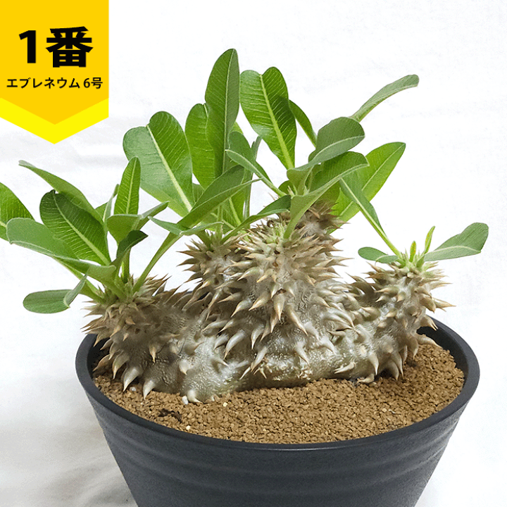 【トトロ体型】パキポディウム☆エブレネウム　現地球 楽天市場】パキポディウム エブレネウム 6号 セラアート鉢 塊根