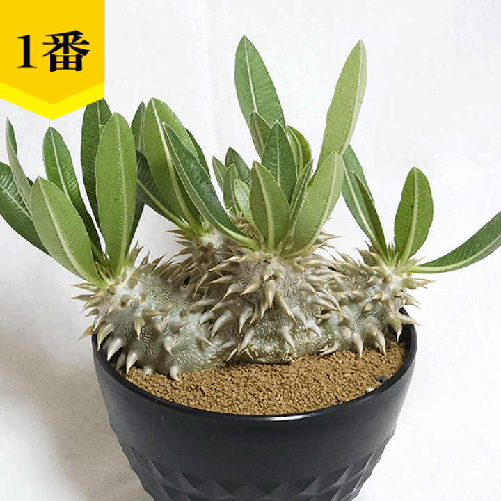 塊根植物 パキポディウム エブレネウム 観葉植物 幹