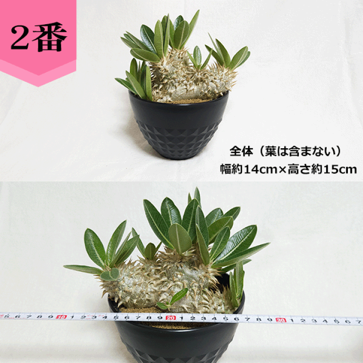 楽天市場】パキポディウム エブレネウム 5号 プラ鉢 塊根植物 土 楽天市場】パキポディウム エブレネウム 5号 プラ鉢 塊根植物 土