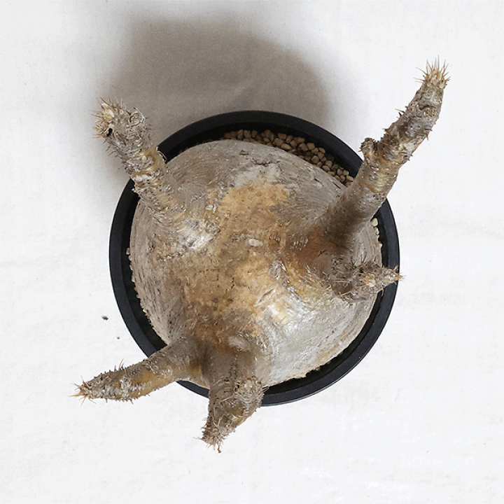 パキポディウム　グラキリス　輸入４年目　発根済み 楽天市場】パキポディウム グラキリス 4号 プラ鉢 塊根植物 土