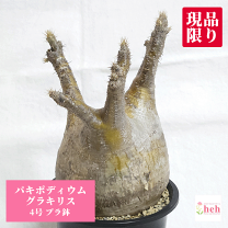 楽天市場】パキポディウム 現地球の通販