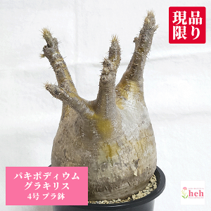 pL|fBE OLX 4 v 򍪐A y   R[fbNX ۉ{ v[g   rU[ vc O ʔ   ϗt  Mtg  JX a Vz  