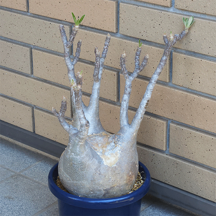 カ*ン様 パキポディウム グラキリス 鉢ごと 楽天市場】パキポディウム グラキリス 4号 プラ鉢 塊根植物 土