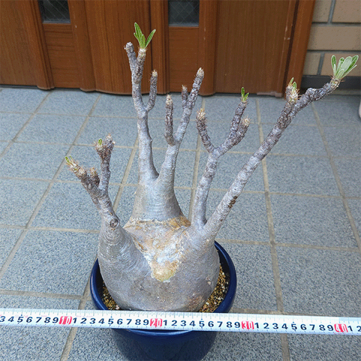 カ*ン様 パキポディウム グラキリス 鉢ごと 楽天市場】パキポディウム グラキリス 4号 プラ鉢 塊根植物 土