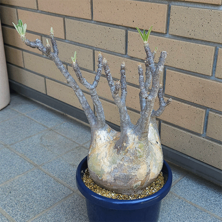 パキポディウム グラキリス 5号 プラ鉢 コーデックス 塊根植物 種類