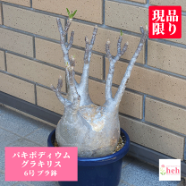楽天市場】グラキリス（サイズ（植木鉢）4 ～ 6号）の通販