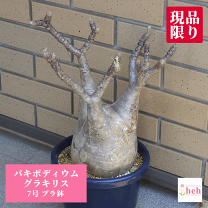 楽天市場】パキポディウム属の通販