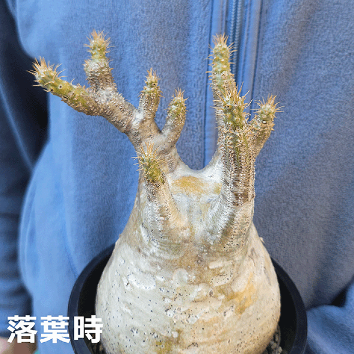 楽天市場】パキポディウム グラキリス 4号 プラ鉢 塊根植物 土 楽天市場】パキポディウム グラキリス 4号 プラ鉢 塊根植物 土