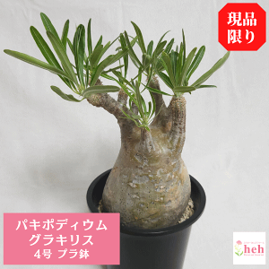 pL|fBE OLX 4 v 򍪐A y   R[fbNX ۉ{ v[g   rU[ vc O ʔ   ϗt  Mtg  JX a Vz  