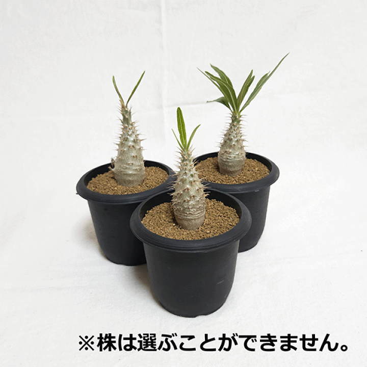 楽天市場】パキポディウム グラキリス 3.0 プラ鉢 3号 楽天市場】パキポディウム グラキリス 3.0 プラ鉢 3号