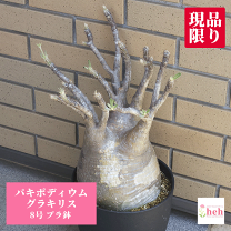 楽天市場】パキポディウム 現地球の通販