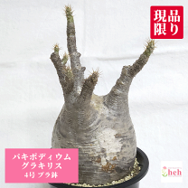 楽天市場】グラキリス（サイズ（植木鉢）4 ～ 6号）の通販