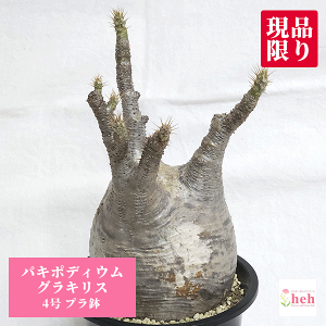 塊根植物 グラキリスの人気商品・通販・価格比較 - 価格.com