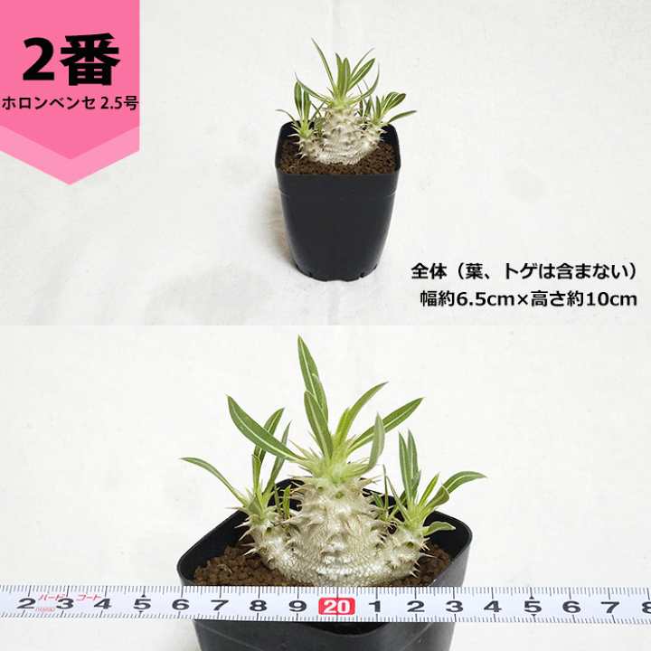 楽天市場】パキポディウム ホロンベンセ 2.5号 プラ鉢 コーデックス 