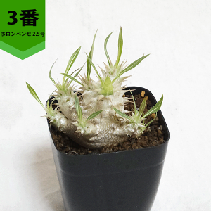 pL|fBE zxZ 2.5 v R[fbNX   pL|  v[g  O    ϗt  Mtg v[g   JX a Vz  LO 