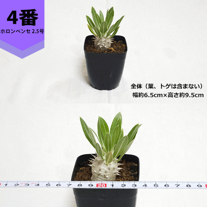 楽天市場】パキポディウム ホロンベンセ 2.5号 プラ鉢 コーデックス 