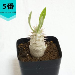 pL|fBE zxZ 2.5 v R[fbNX   pL|  v[g  O    ϗt  Mtg v[g   JX a Vz  LO 