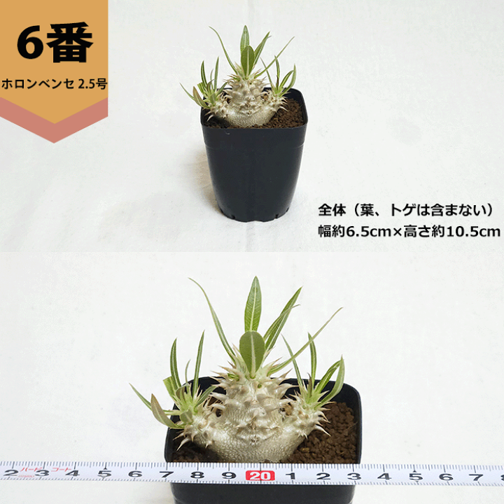 楽天市場】パキポディウム ホロンベンセ 2.5号 プラ鉢 コーデックス