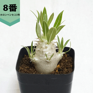 pL|fBE zxZ 2.5 v R[fbNX   pL|  v[g  O    ϗt  Mtg v[g   JX a Vz  LO 