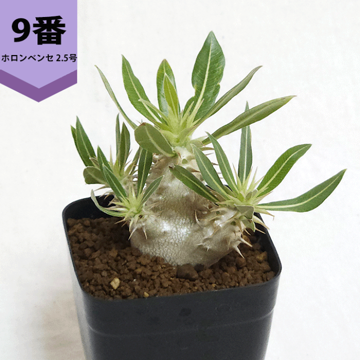 楽天市場】パキポディウム ホロンベンセ 2.5号 プラ鉢 コーデックス