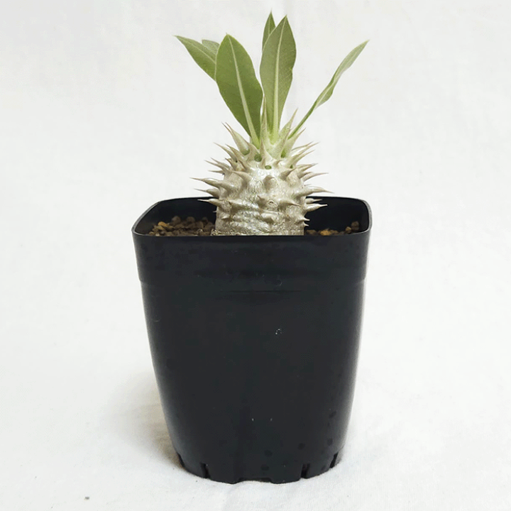 楽天市場】パキポディウム ホロンベンセ 2.5号 プラ鉢 コーデックス