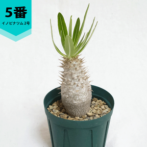 pL|fBE Cmsic 2 v 򍪐A y   R[fbNX c v[g   rU[ vc O ʔ   ϗt  Mtg  JX a Vz  L