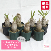 楽天市場】パキポディウム 恵比寿笑いの通販