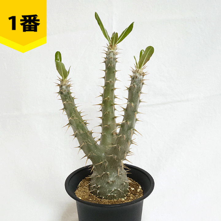 楽天市場】パキポディウム カクチペス 4号 プラ鉢 コーデックス 塊根