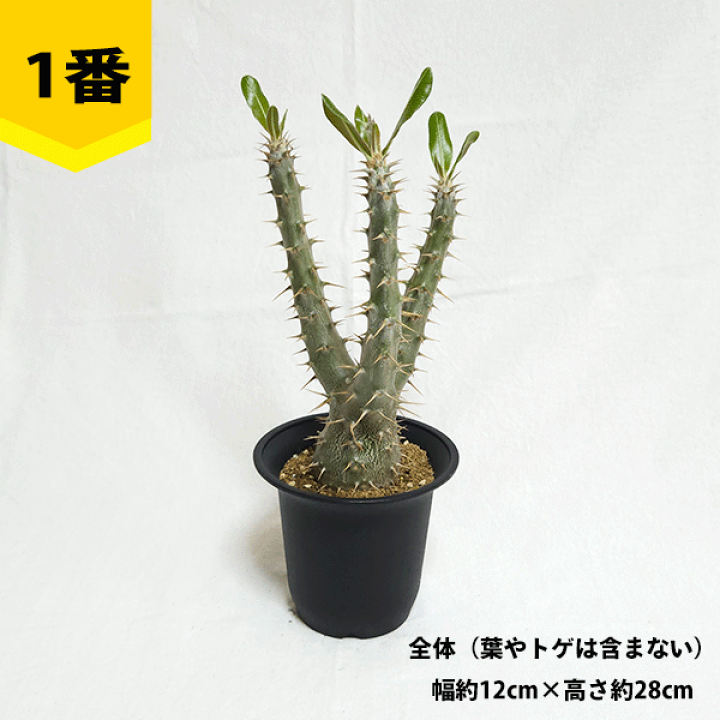 楽天市場】パキポディウム カクチペス 4号 プラ鉢 コーデックス