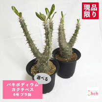 楽天市場】多肉植物 レア（種類（植物）パキポディウム）（花