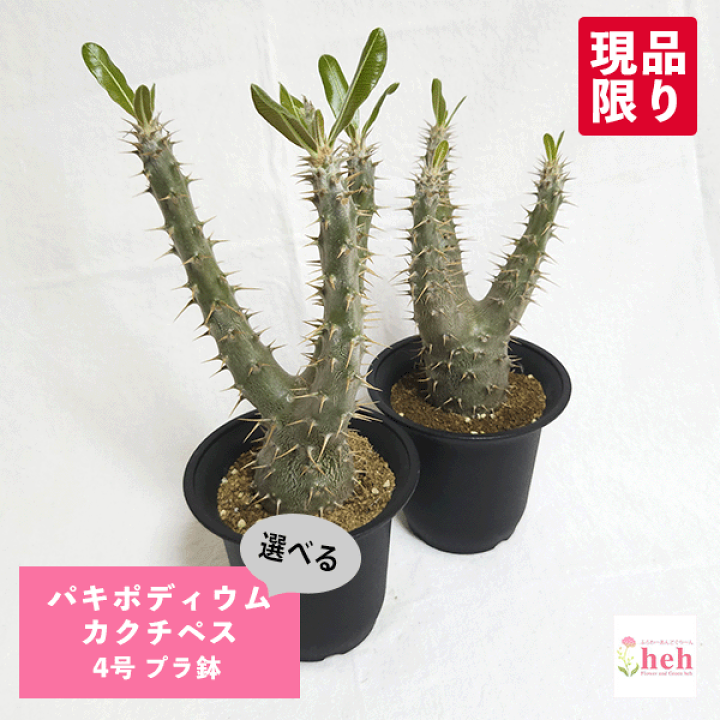 楽天市場】パキポディウム カクチペス 4号 プラ鉢 コーデックス