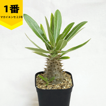 楽天市場】パキポディウムマカイエンセの通販